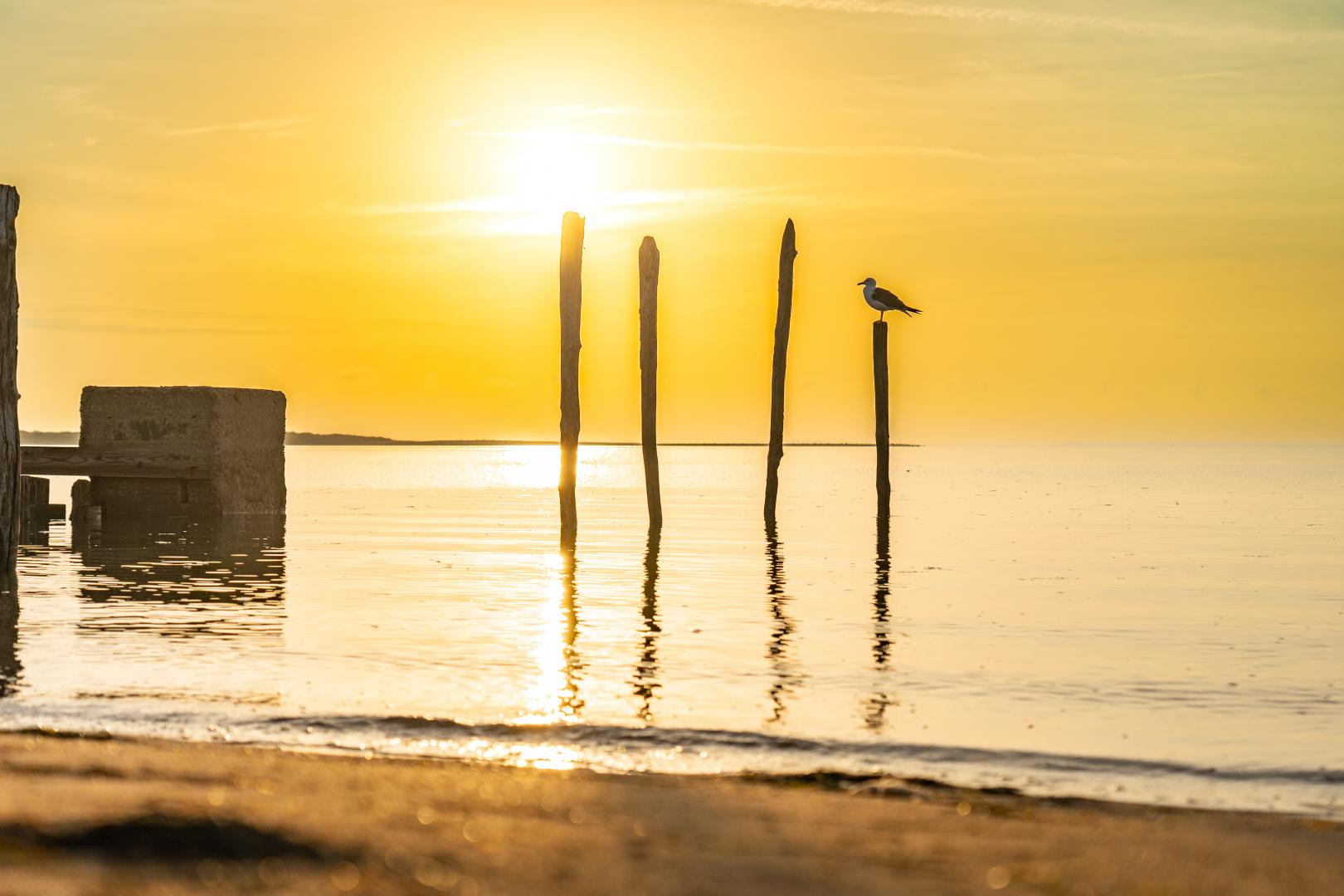 Mouette et couché de soleil. Crédit : Arthur Habudzik