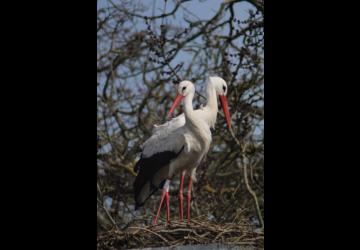 Fête de la Nature_Dolus-d'Oléron