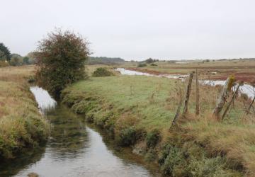 Marais de la Seudre