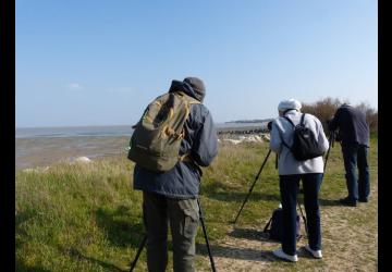 Les oiseaux à la pointe des doux - réserve naturelle de Moëze-Oléron