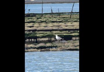 Promenade en mer Timkil_Marennes-Hiers-Brouage