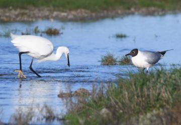 48h Nature - Balade au Marais Papinaud