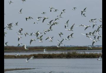 Reserve-Moeze-Oleron-LPO-Mouettes et avocettes