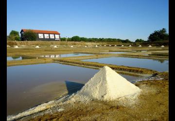 Fête de la science au Port des Salines